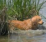 GRCA National Specialty