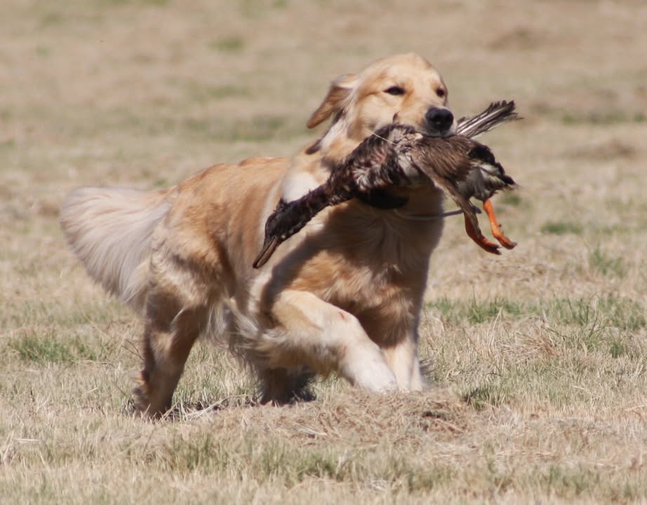 GRCA National Specialty